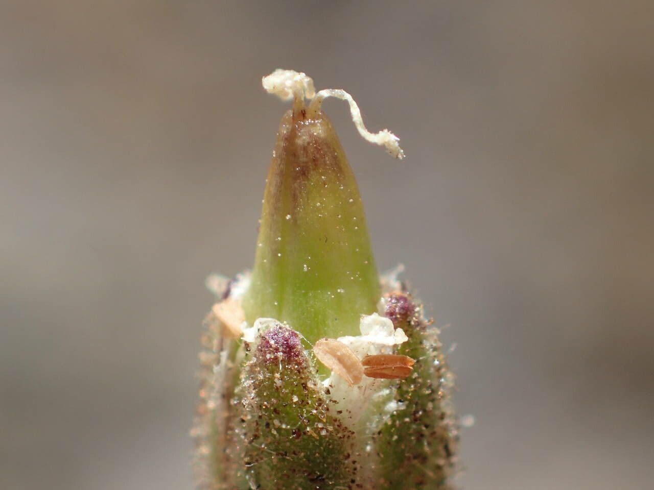 Cherleria capillacea