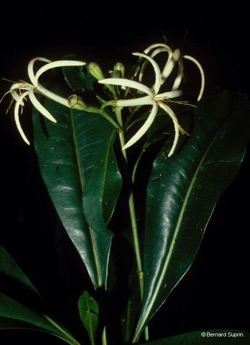Thiollierea 8