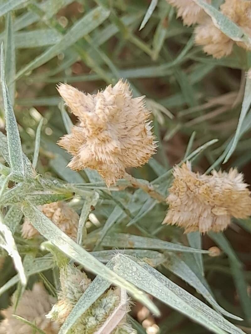Aeluropus lagopoides