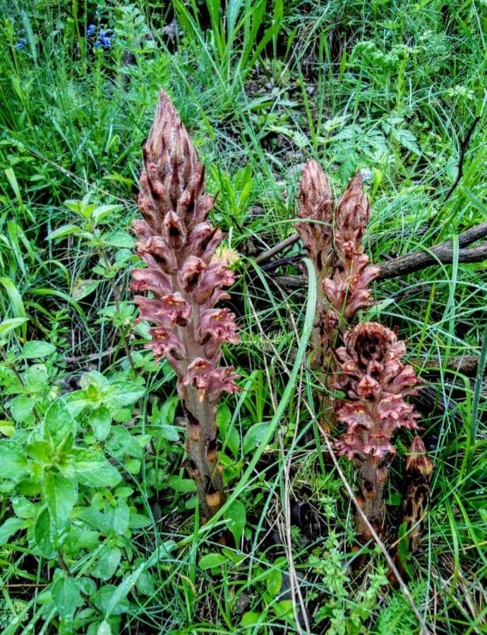 Orobanche del ginestrone 8