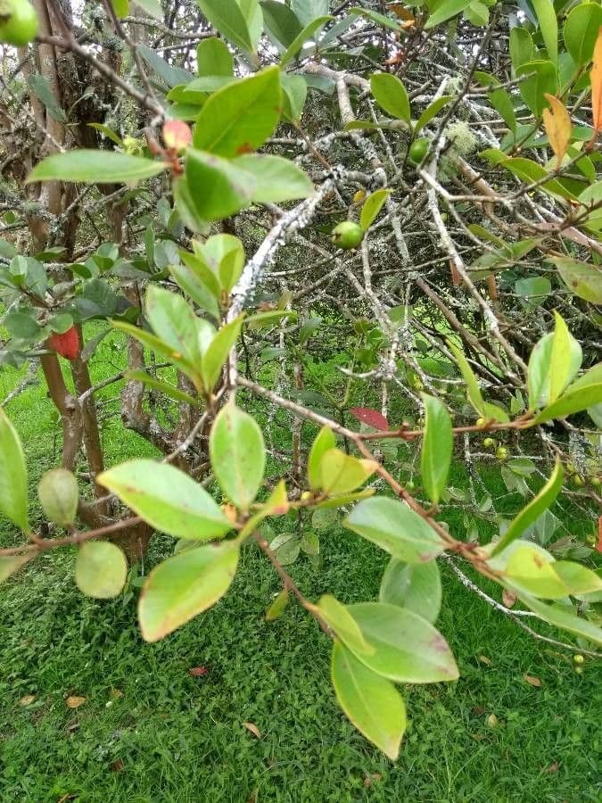 Guajava Cattleya 20