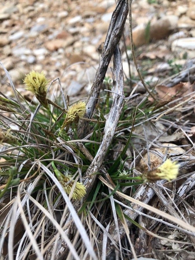 Dwarf sedge 17