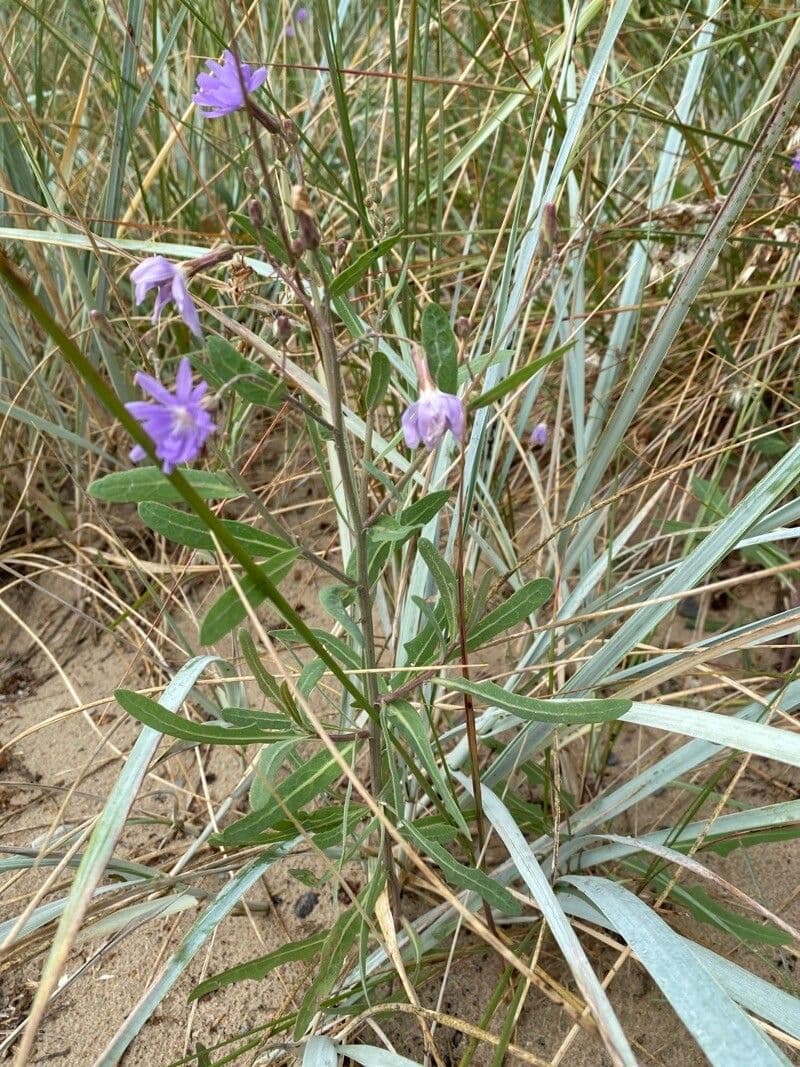 Lactuca tatarica 9