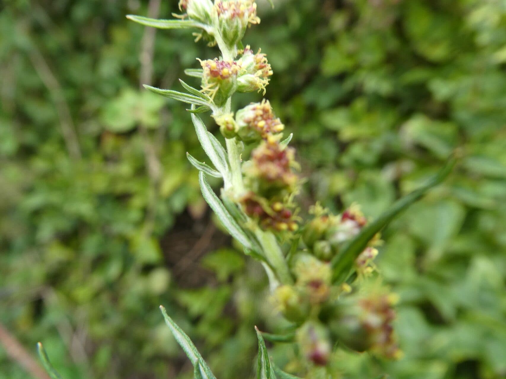 Bylica Verlota 6