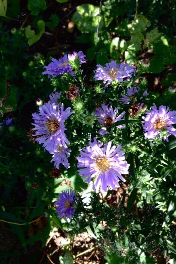Neubelgische Aster 11