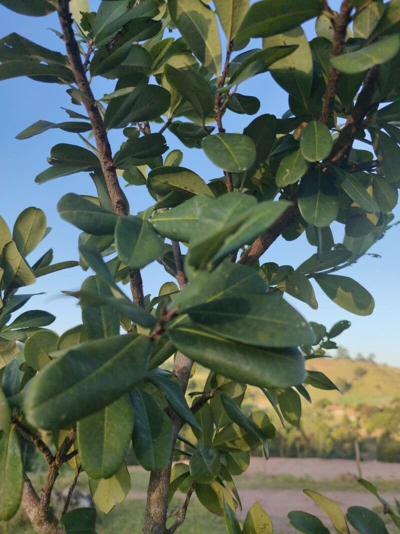 Austrobuxus 15
