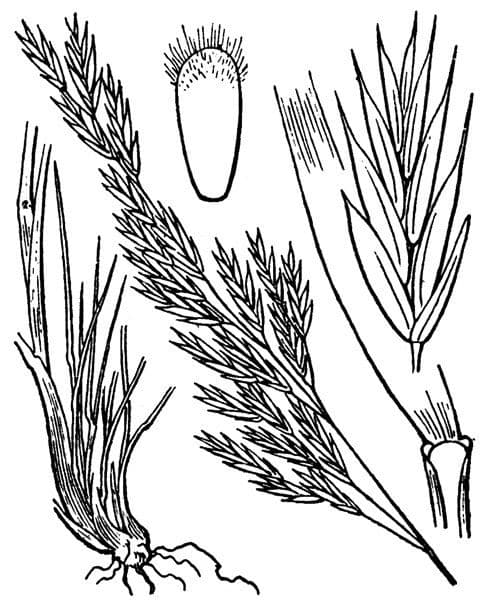 Festuca de hoja variable 20