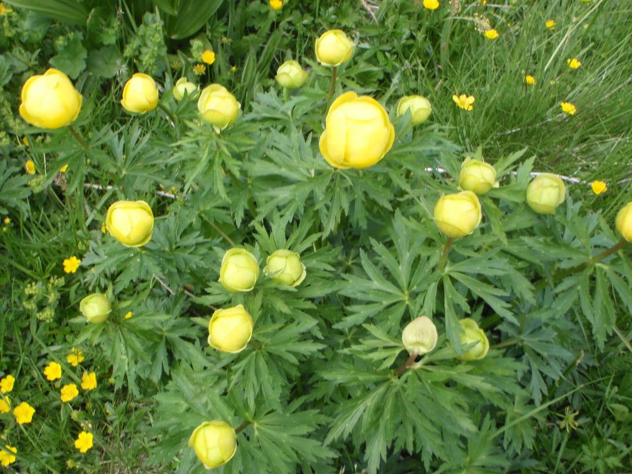 Botton d'oro 28