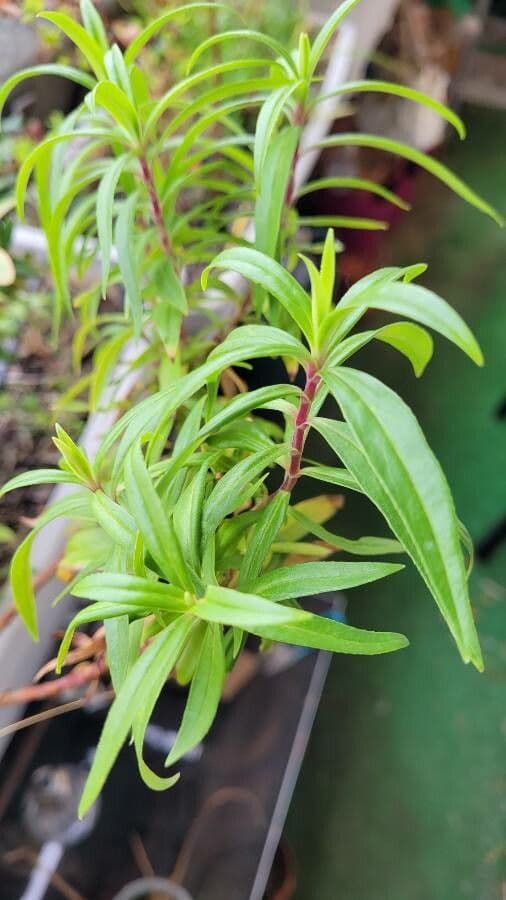 Penstemon rosa 4