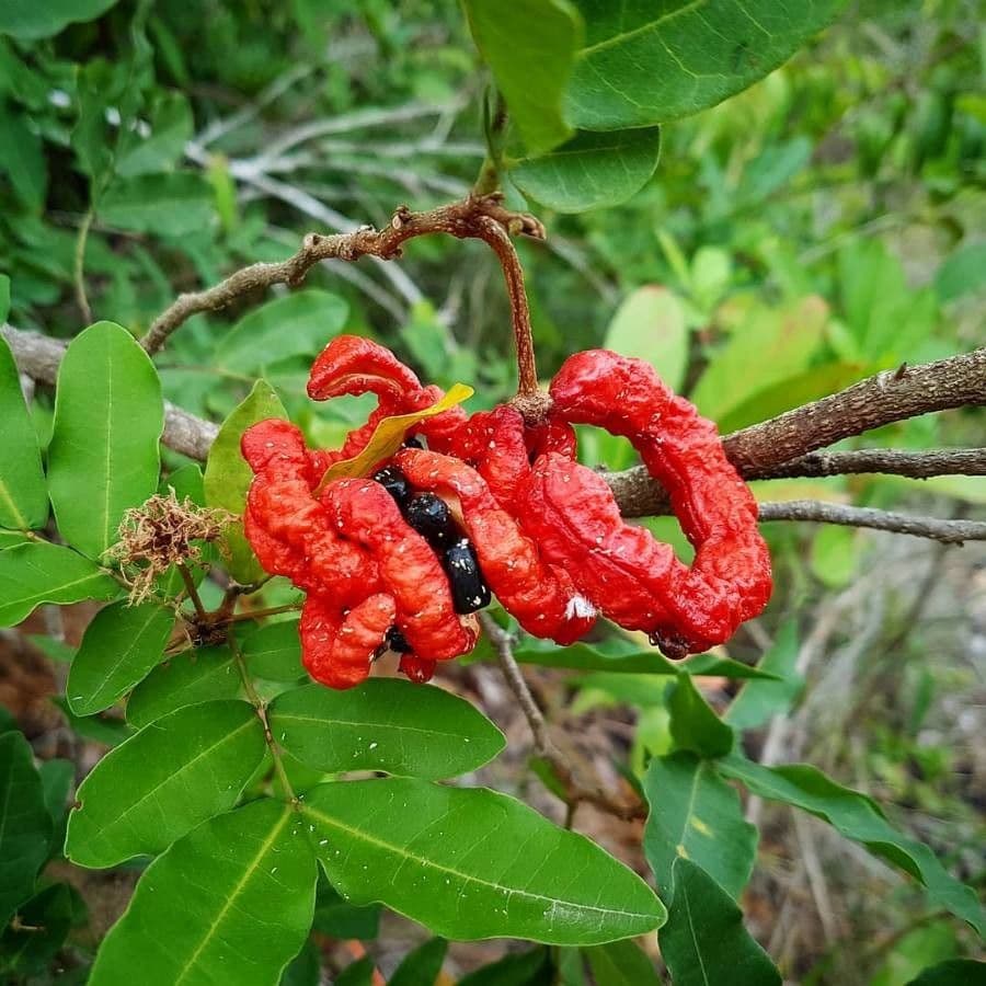 Cojoba