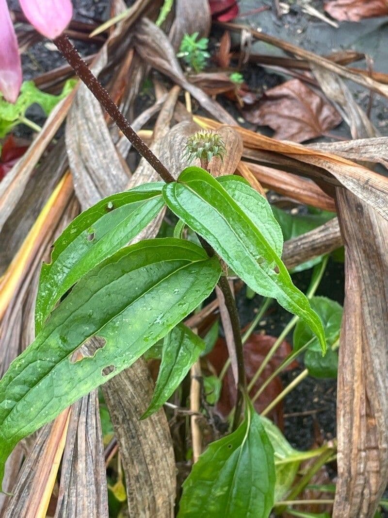 Echinacea del Tennessee 15