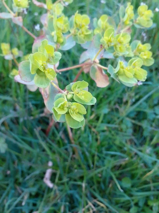 Garten-Wolfsmilch 2