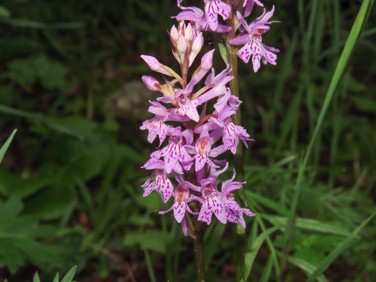 Orchide a labbro a cuneo 5