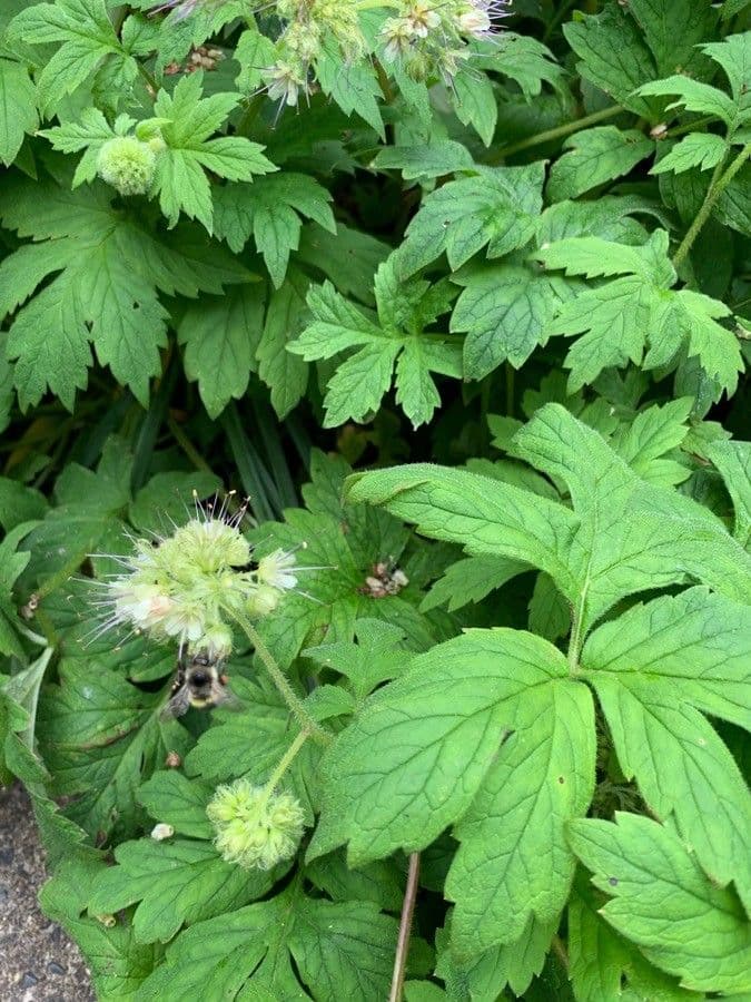 Feuille d'eau de Fendler 12