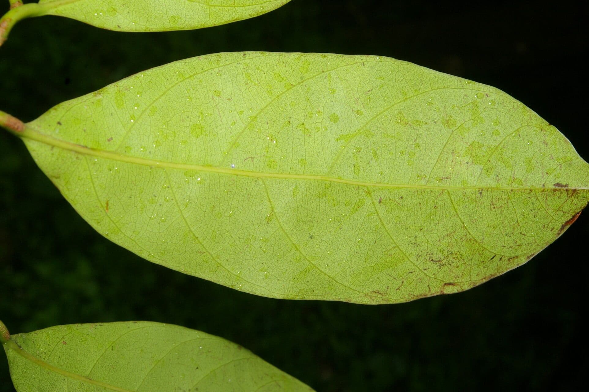 Pouteria 4