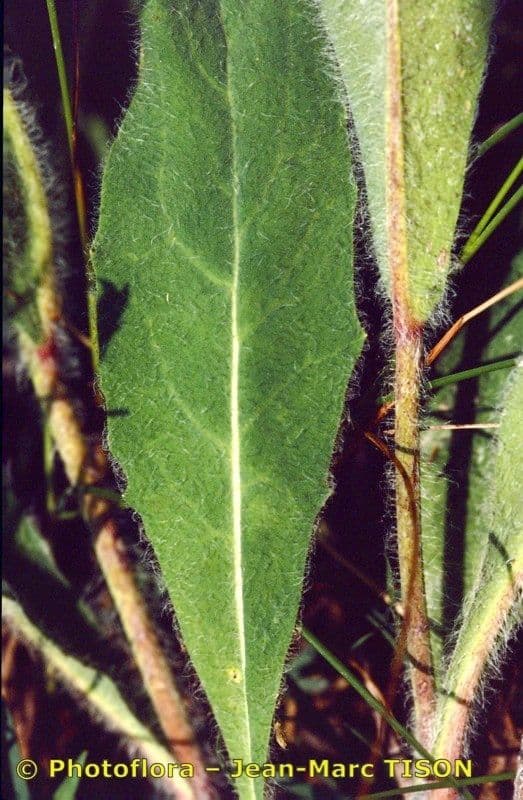 Hieracium 8