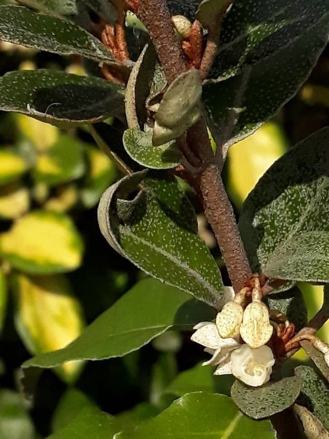 Elaeagnus 29