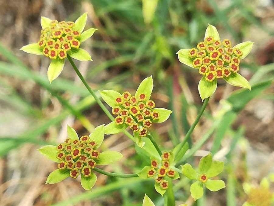 Bupleuro ranuncoloide 8