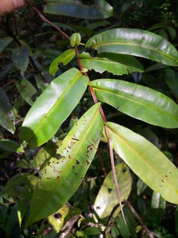 Humiria 5