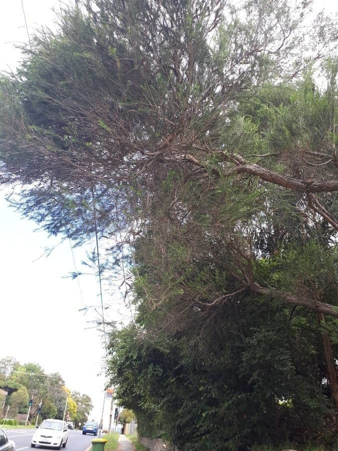 Melaleuca ericifolia 17