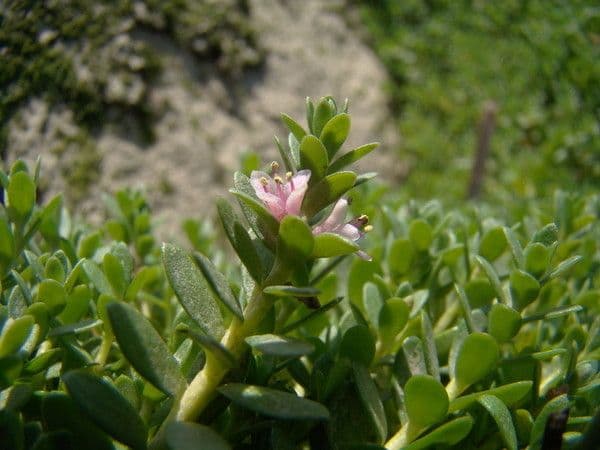 Erba de latti 22