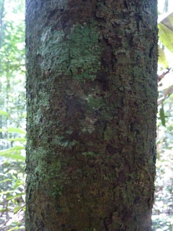 Bentham-Garcinia 7