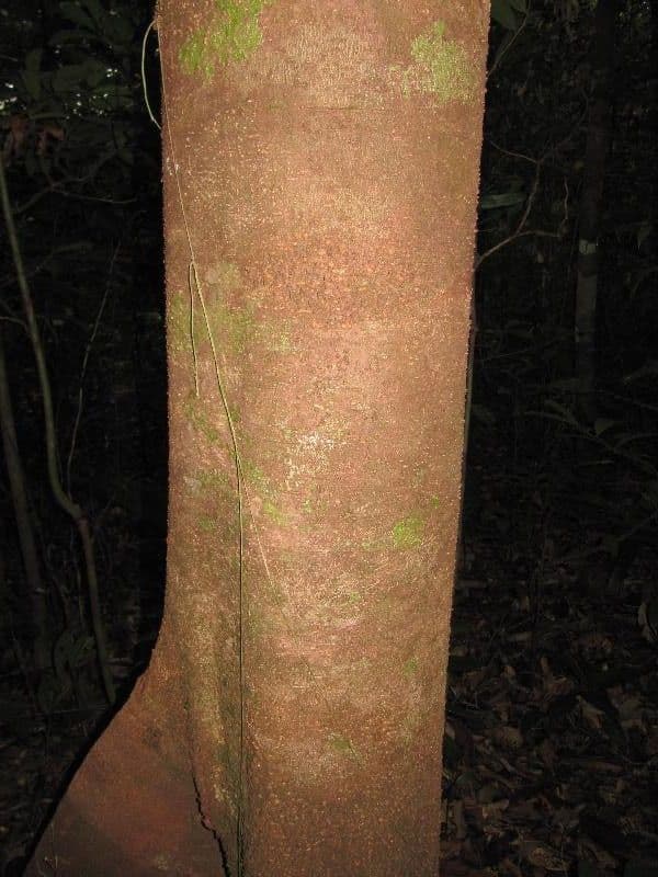 Tapirira