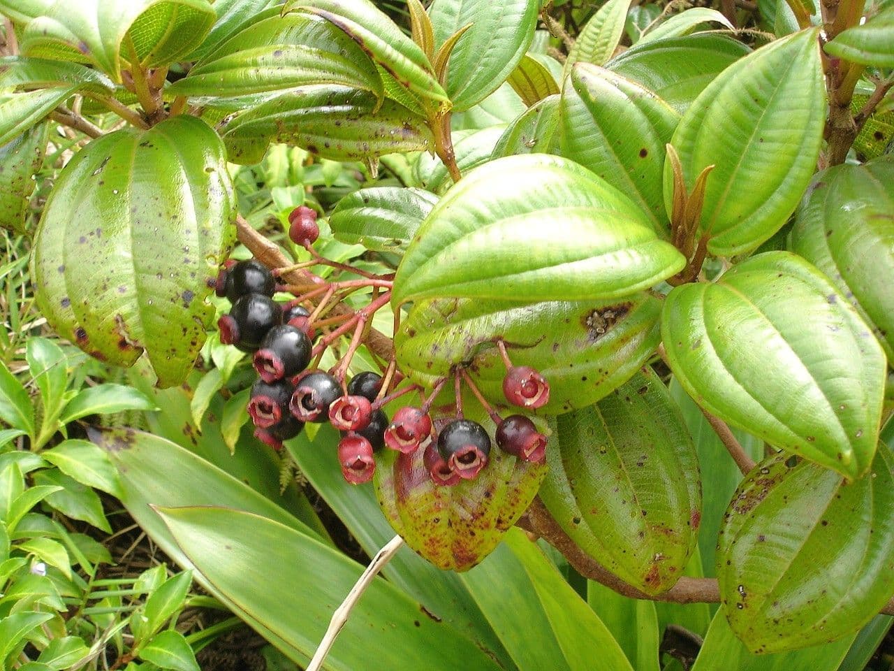 Miconia 2