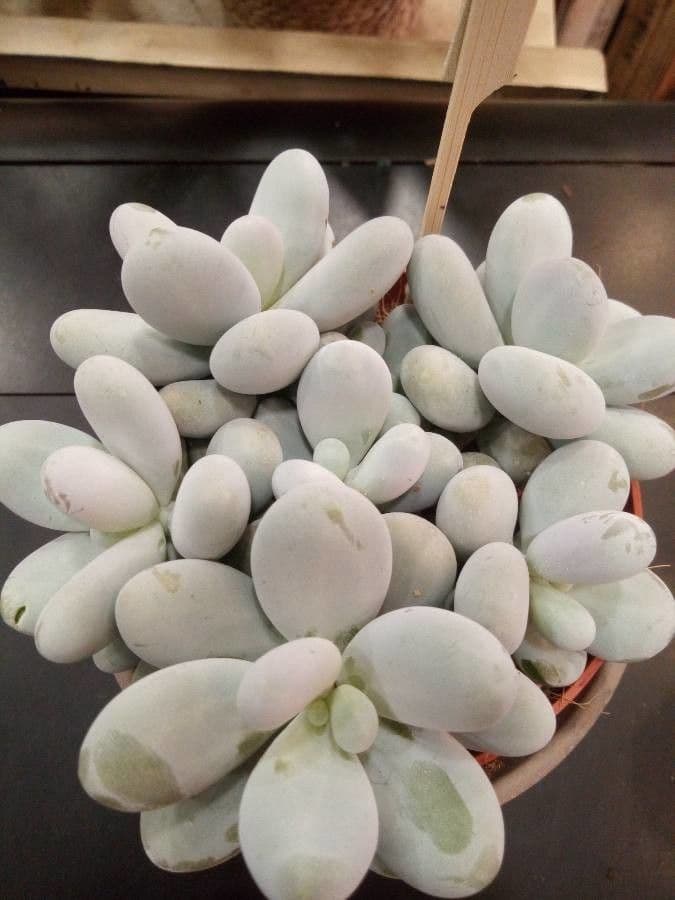 Pachyphytum 20