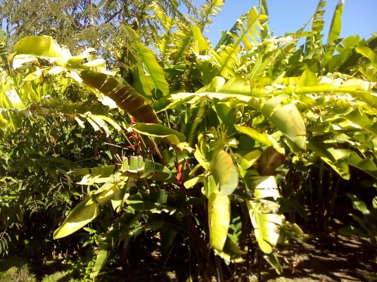 Heliconia eretta 12