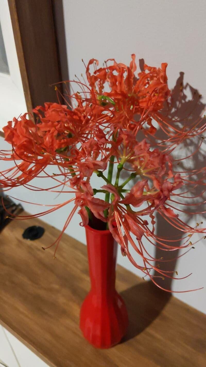 Giglio ragno rosso 15