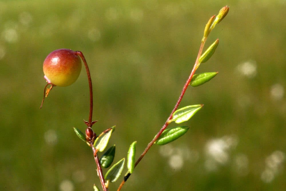 Vaccinium microcarpum 3
