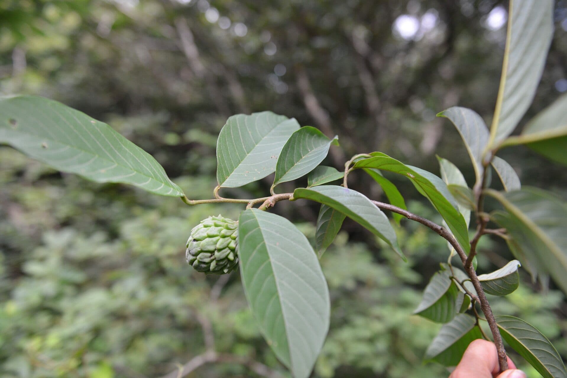Annona 5