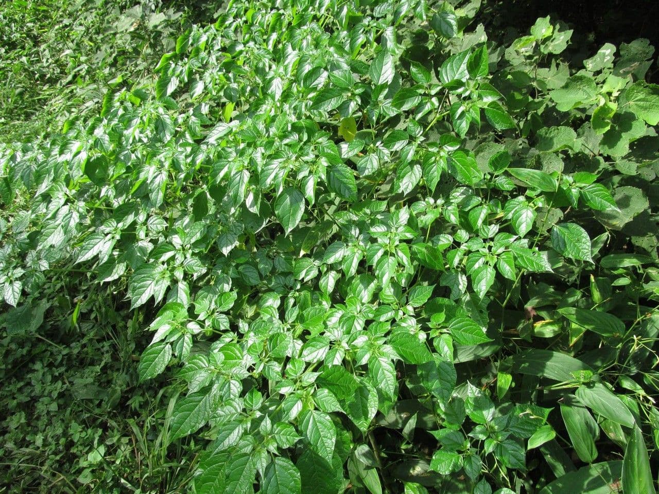 Physalis pubescent 12