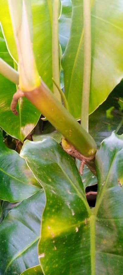 Filodendron Burle-Marxa 13
