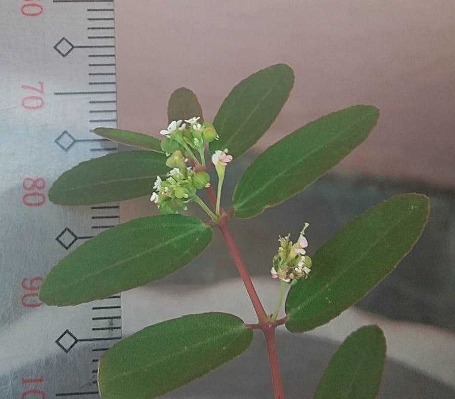 Euforbia pendula 7
