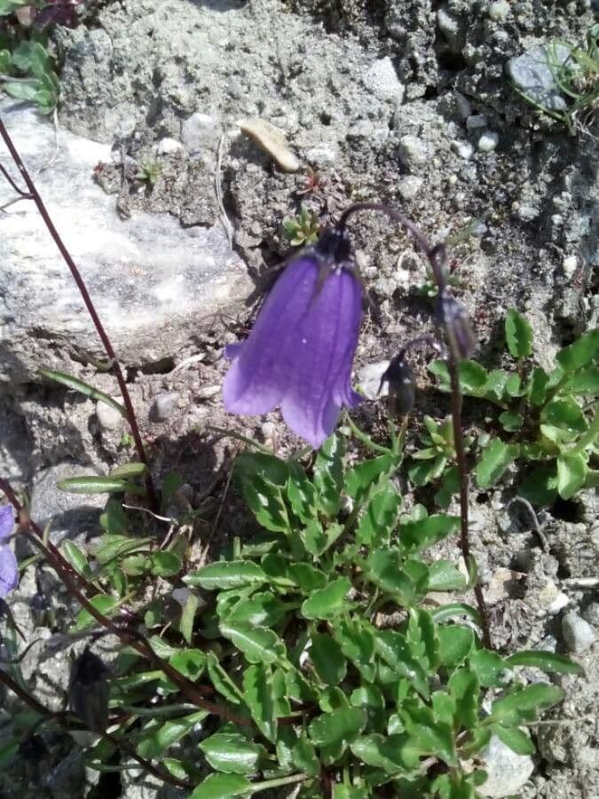 Zwerg-Glockenblume 21