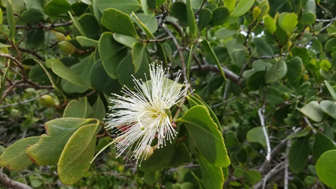 Sonneratia alba 5
