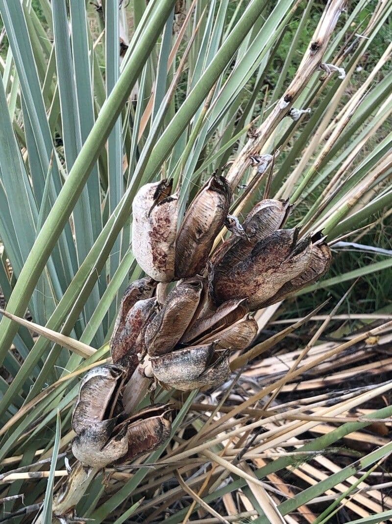 Yucca glauca 5