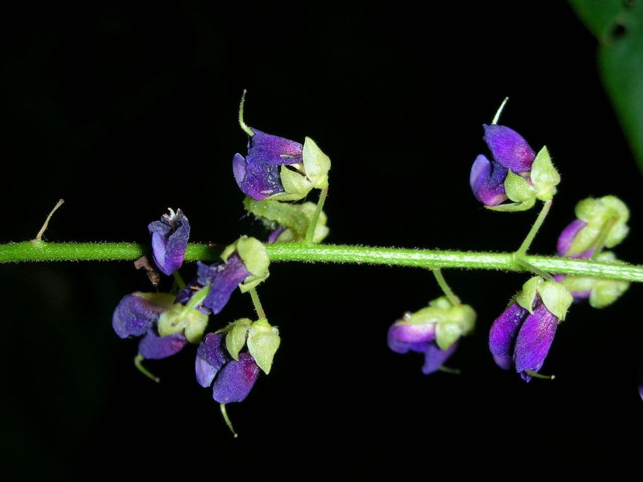 Desmodium 7