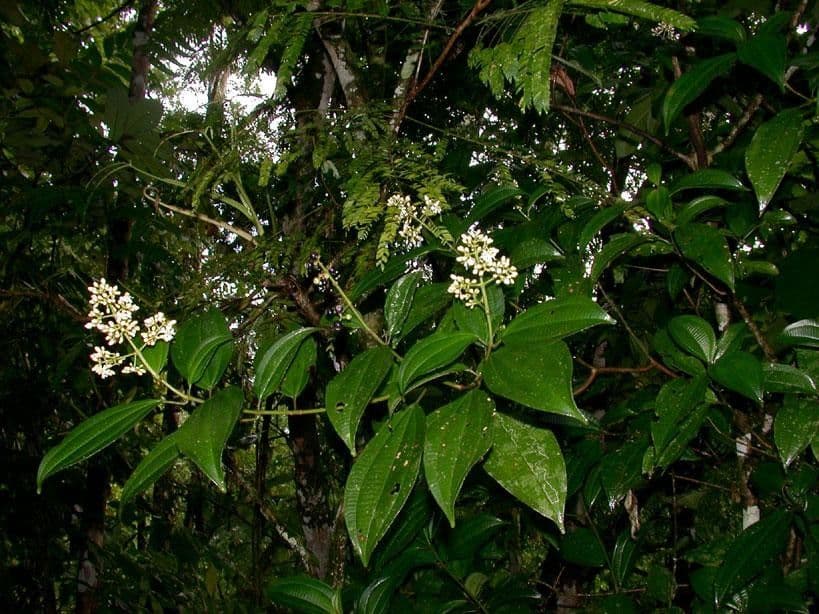 Miconia cooperi 7