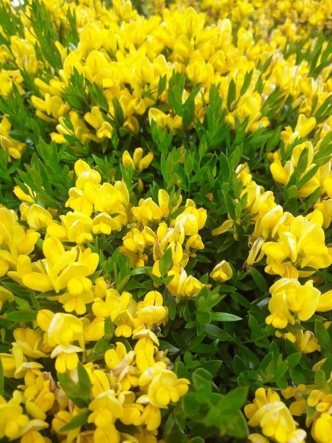 Genista 3