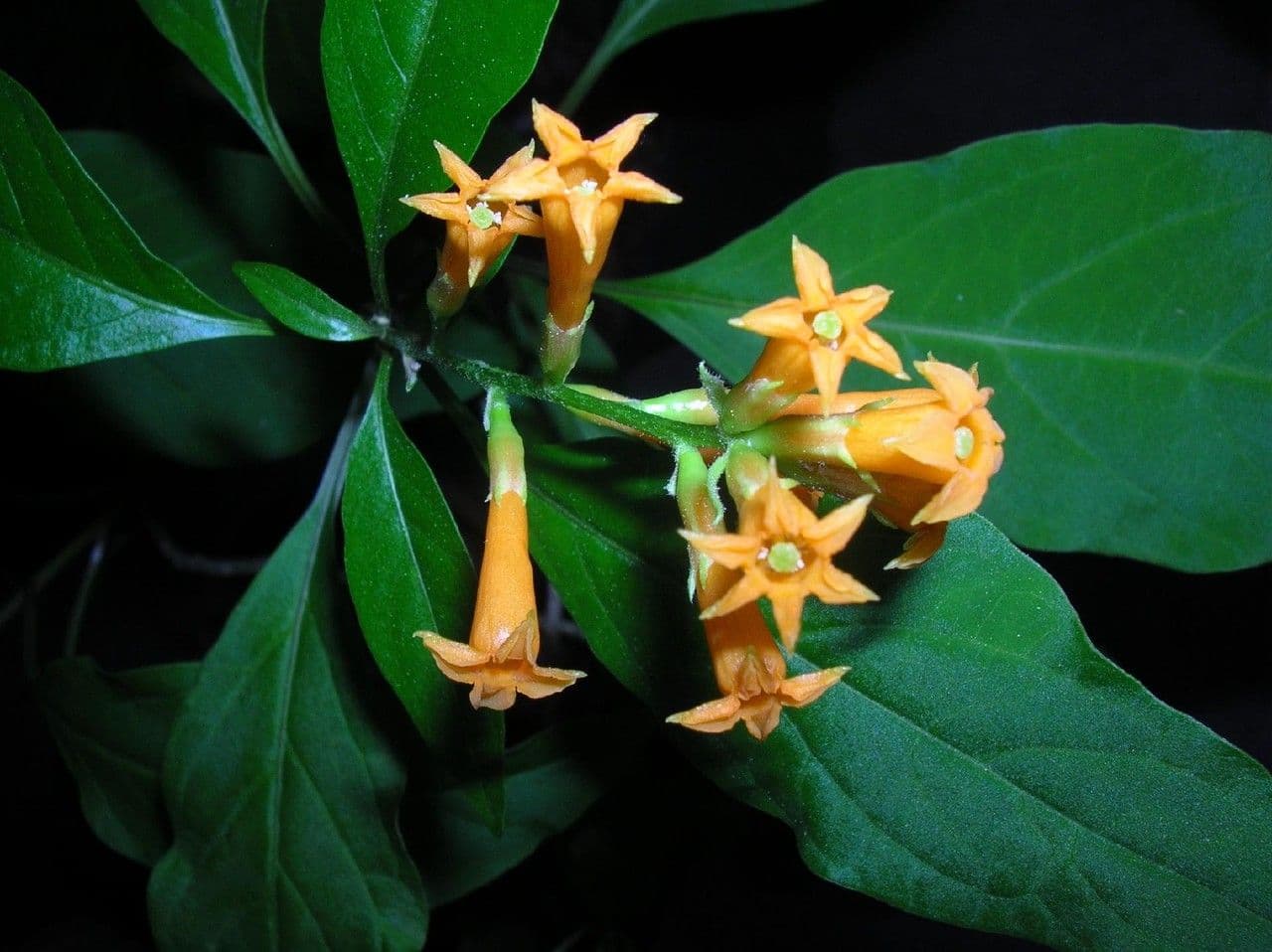Cestrum arancione