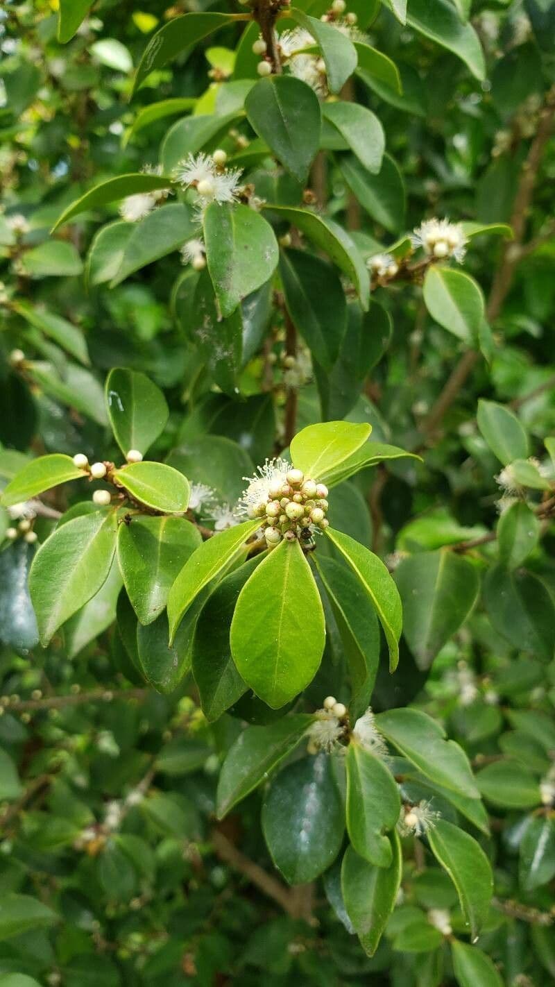 Eugenia axillaris 2