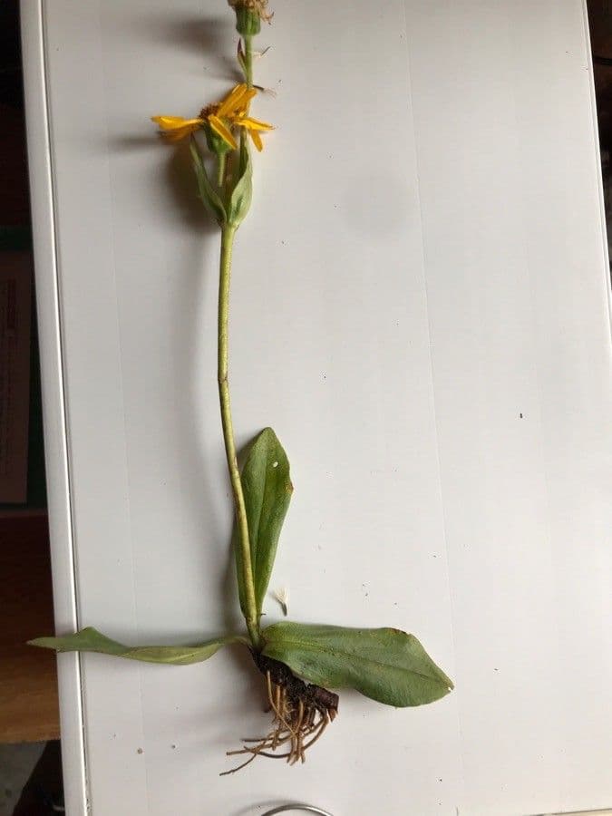 Árnica 34