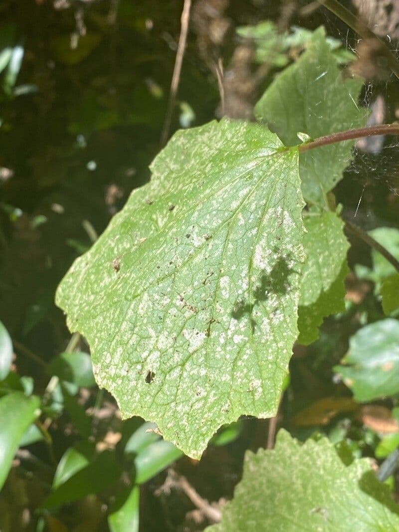 Pericallis 16