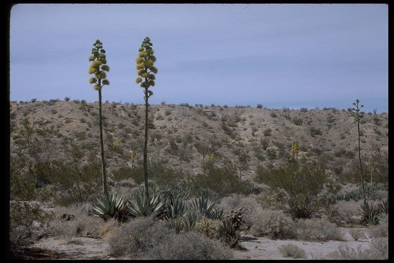 Agave di Parry 6