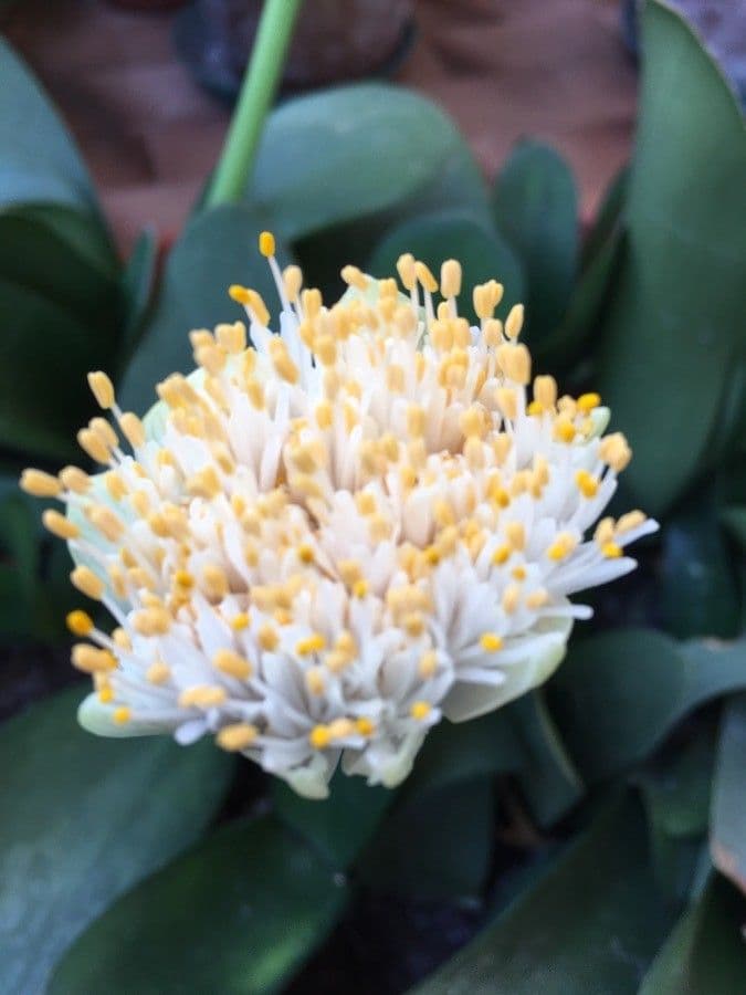 Haemanthus 2