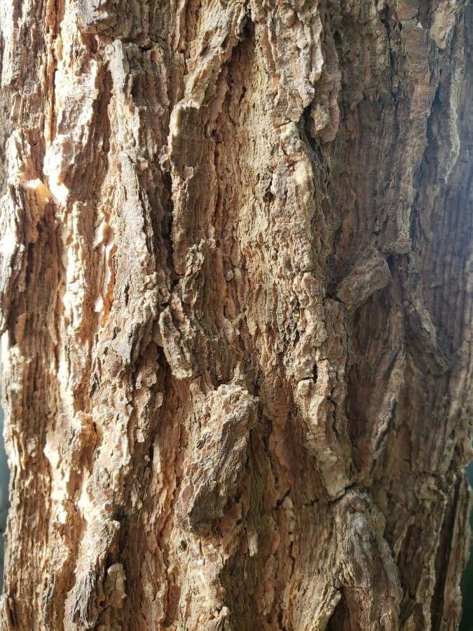 Keteleeria 5