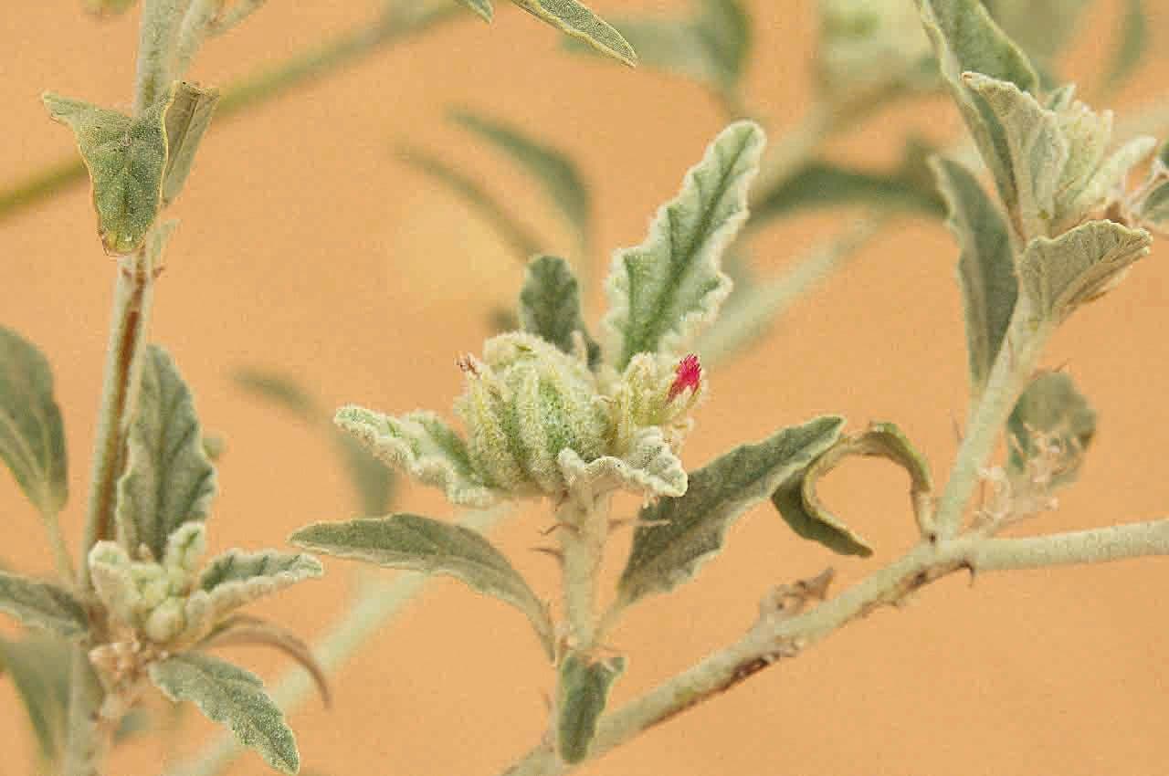 Chrozophora 8